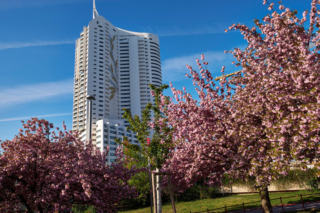 Blick auf das Hochhaus Neue Donau mit blühendem Baum | Wien, Austria - April 16, 2020: Blick auf das Hochhaus Neue Donau mit blühendem Baum. - Realisiert mit Pictrs.com