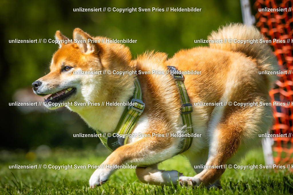 Hunderennen_April_2026_838 | 2026-04-26 - Hunderennen Baden-Oos April 2026 - Realisiert mit Pictrs.com