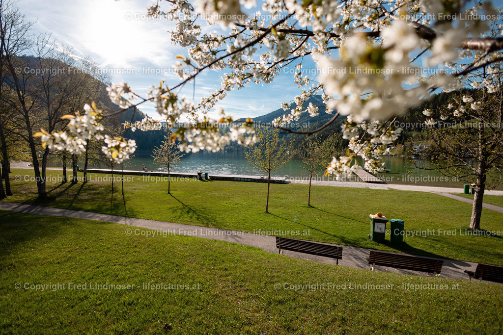 Erlaufsee 110502022-7333 | Fotos und Fotoprodukte - Realisiert mit Pictrs.com