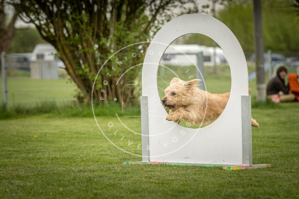 Pfotenfotografie_DV3A3203 | Hundefotografie, Tierfotograf, Pfotenfotografie, Fotoshooting Hund, Hunde Portrait, Hundesport, Hundeportraits, Heideshooting, Hunde, Sportfotograf, Hundefotograf, Turnierhundsport, THS,  - Realisiert mit Pictrs.com