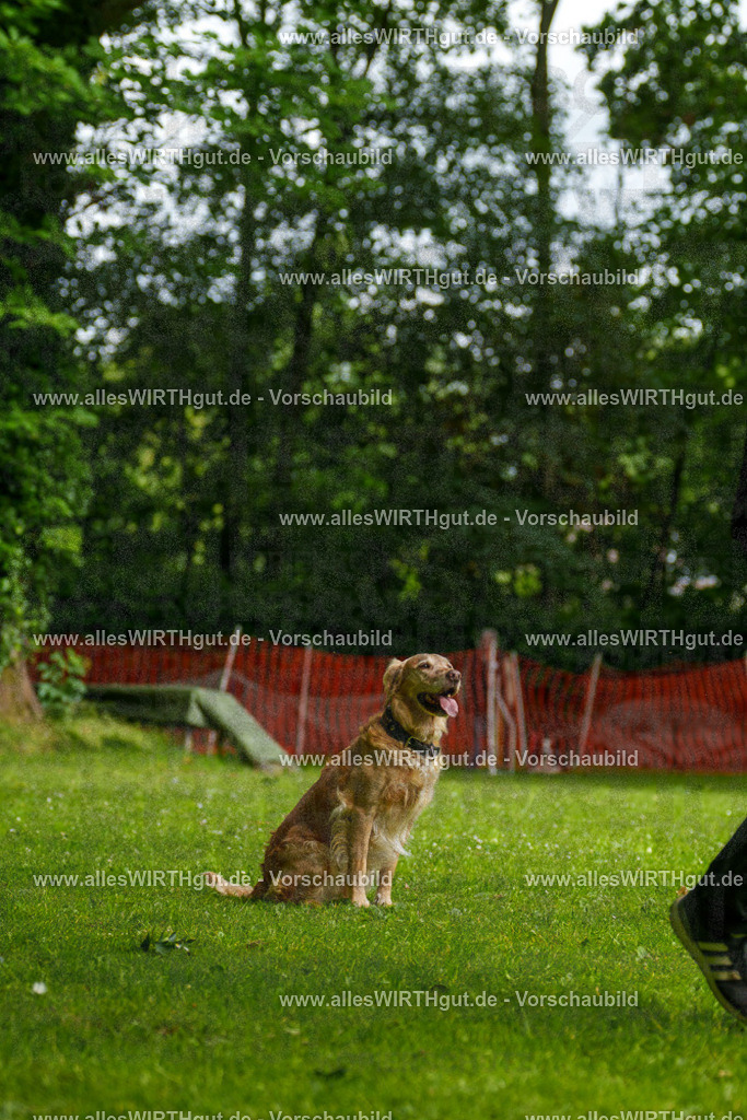 @allesWIRTHgut_Tierfotografie - www.allesWIRTHgut.de - 093147-7R507265 | Professionelle Tierfotografie in Mönchengladbach von Daniel Wirth (allesWIRTHgut). Liebevolle & natürliche Bilder von Hunden & Katzen für unvergessliche Erinnerungen.