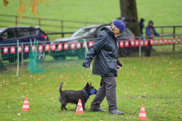 2025_Rally_Obedience_SM-112 | Ich fotografiere Hundeausstellungen, Sportanlässe, Zuchtstätten, Hundezucht, Hundeportrait, Lagotto - Realisiert mit Pictrs.com