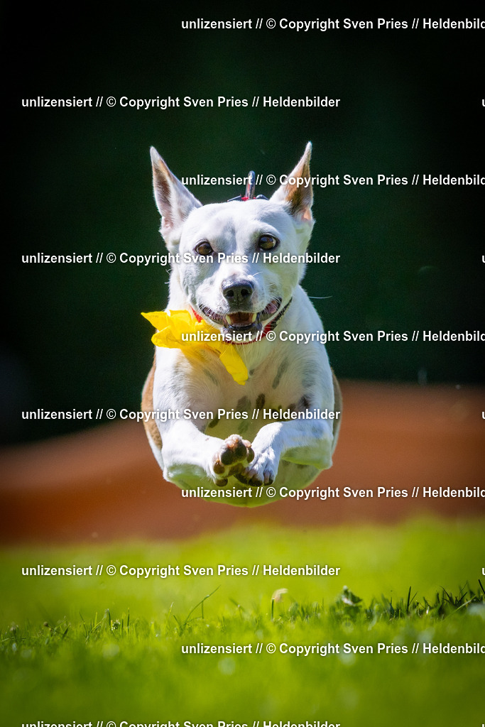 Sven Pries | 2025-08-10 - Hunderennen Durlach - Realisiert mit Pictrs.com