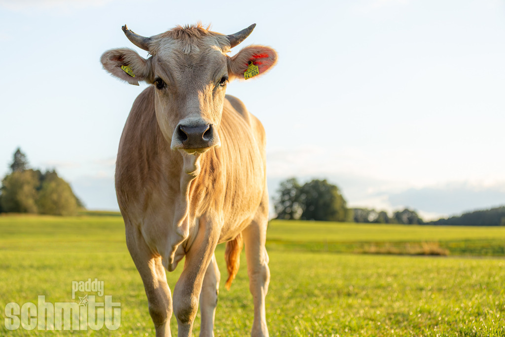 PS-Tiere-2026-21 | Entdecke die größte Bildgalerie der Region mit Fotografien aus dem Allgäu, der Bodenseeregion, Oberschwaben, dem Donautal und der Schwäbischen Alb. Landschaften, Luftaufnahmen und Reisefotografie als Wandbild und Fotokunst. - Realisiert mit Pictrs.com