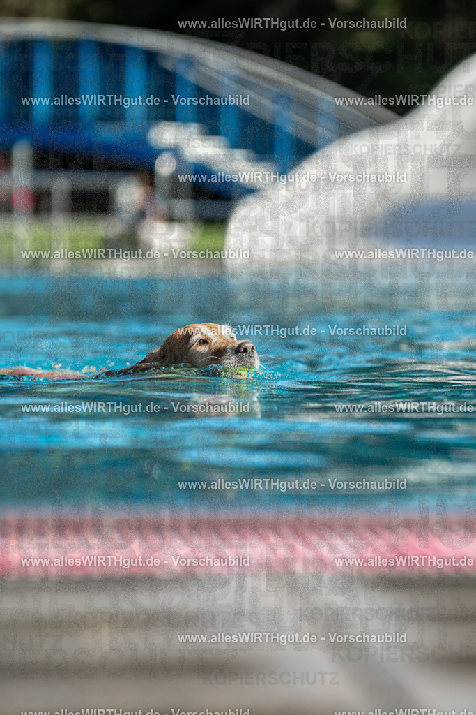 Hundeschwimmen_Volksbad_2026-allesWIRTHgut_Tierfotografie-2609061059-100921-7R509287 | Professionelle Tierfotografie in Mönchengladbach von Daniel Wirth (allesWIRTHgut). Liebevolle & natürliche Bilder von Hunden & Katzen für unvergessliche Erinnerungen.