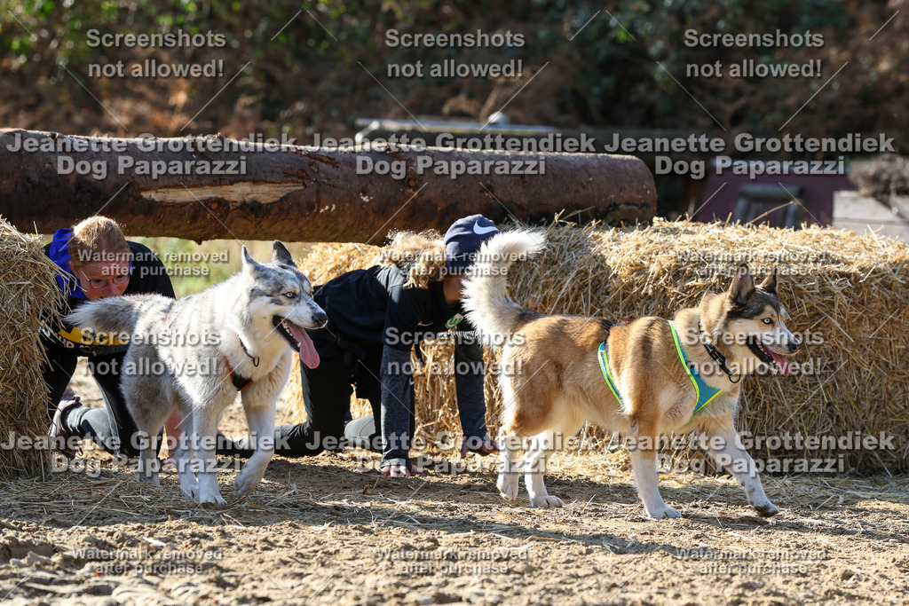 Dog Paparazzi - Strongdog 10-25-6002 | Dog Paparazzi Jeanette Grottendiek Fotografie & Videografie - Realisiert mit Pictrs.com