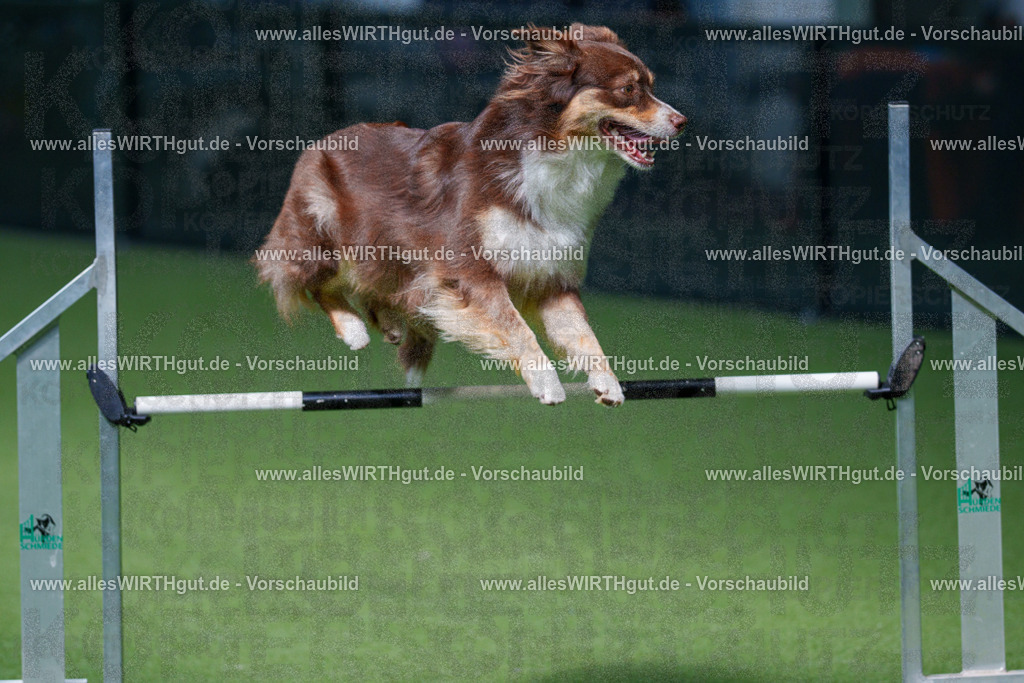 @allesWIRTHgut_Tierfotografie - www.allesWIRTHgut.de - 2604251339-7R503749 | Professionelle Tierfotografie in Mönchengladbach von Daniel Wirth (allesWIRTHgut). Liebevolle & natürliche Bilder von Hunden & Katzen für unvergessliche Erinnerungen.