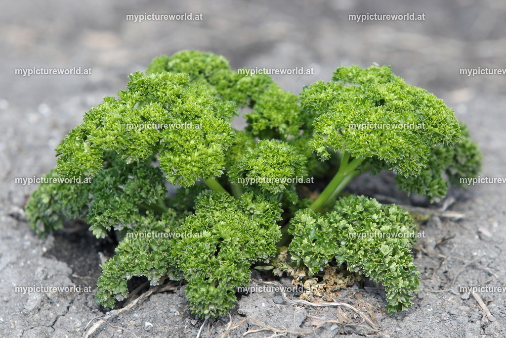 Petersilie-001 | Das Bilderarchiv über Tiere, Planzen und Landschaften. In der Bilddatenbank finden Sie ein große Auswahl an hochwertigen Bilder für Ihre Werbung - Realisiert mit Pictrs.com
