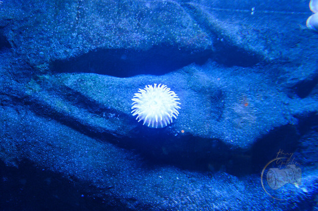 _DSC1343 | Shop für Prints Landschaftsfotografie Sächsische Schweiz Naturfotografie in Thüringen Fotos vom Findlingspark Nochten Kloster Sankt Marienstern Bilder Festung Königstein PanoramaRhododendronpark Kromlau FotogalerSchleswig-Holstein Küstenlandschaften