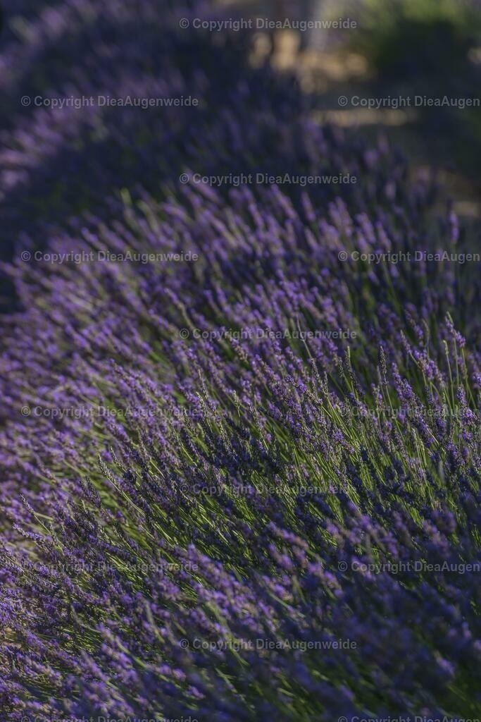 Lavendel 2 | DieAugenweide Galerie, Bilder von Fotograf Ralf-Udo Thiele. Auswählen und bestellen auf verschiedenen Materialien und Größen. - Realisiert mit Pictrs.com