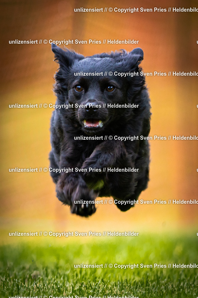 Sven Pries | 2025-09-21 - Hunderennen Baden-Oos - Realisiert mit Pictrs.com