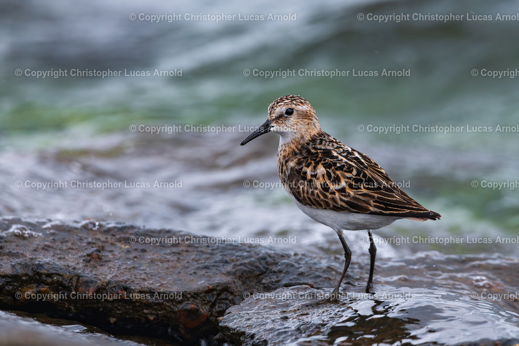 Zwergstrandläufer | bildkomponist - Realisiert mit Pictrs.com
