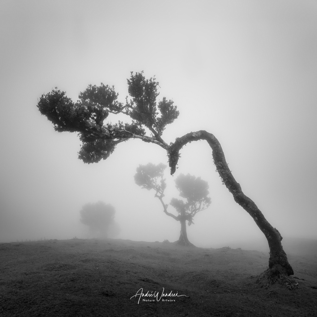 Baumgestalten im Nebel (schwarz-weiss) | Andre Wandrei - Nature Artworx - Realisiert mit Pictrs.com