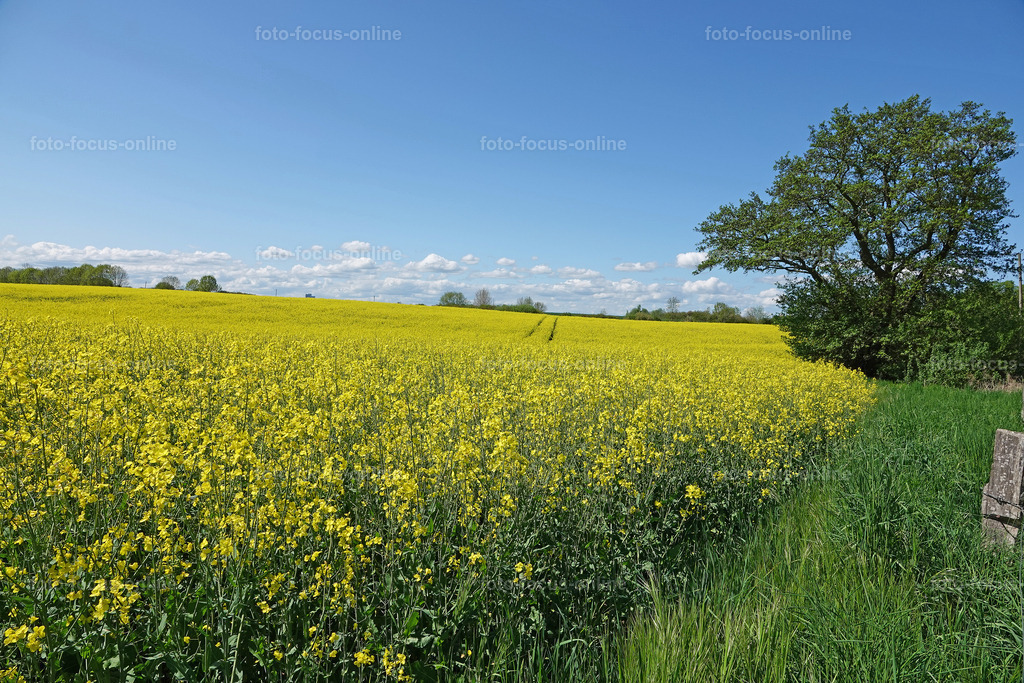 Rhapsody in yellow | rape fields