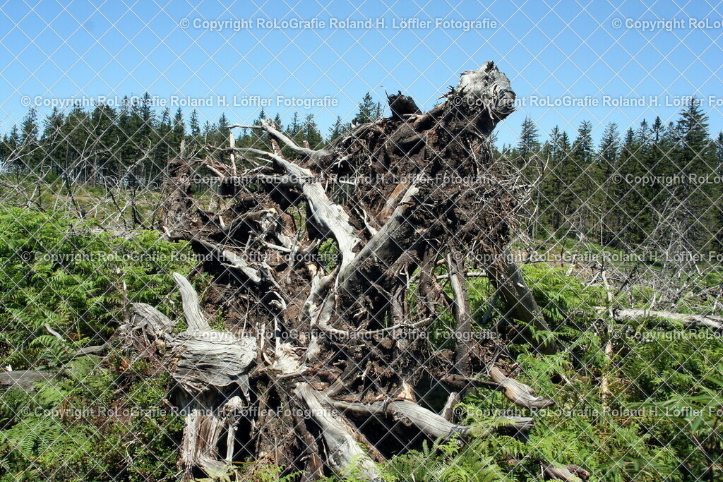 Lotharpfad-06 | Baumwurzel am Lotharpfad - Realisiert mit Pictrs.com