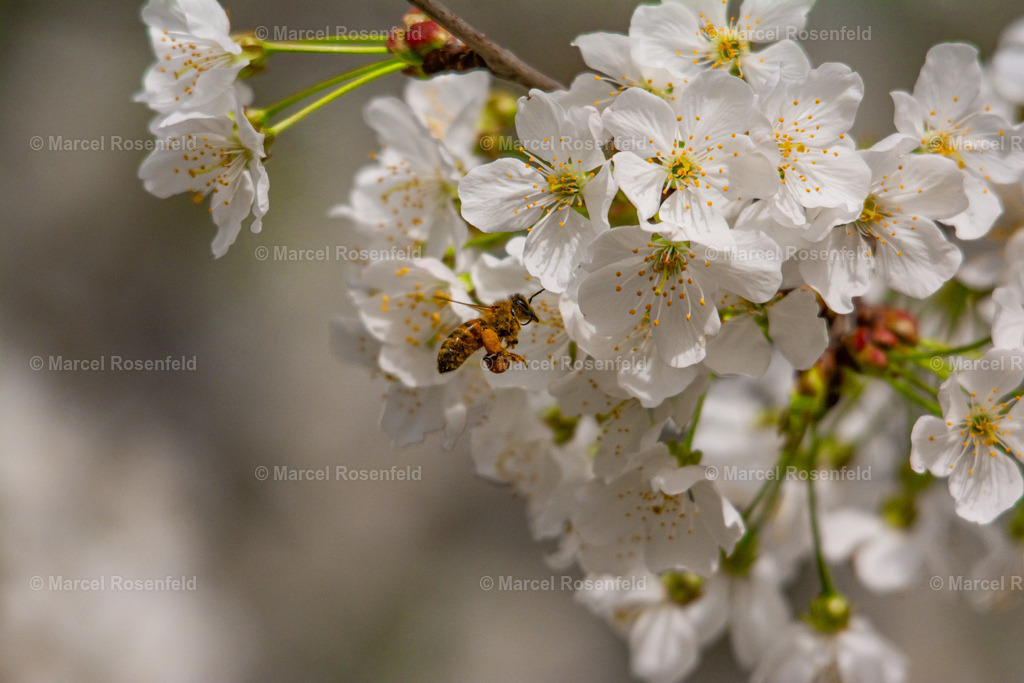 _DSC9942 | foto-rosenfeld