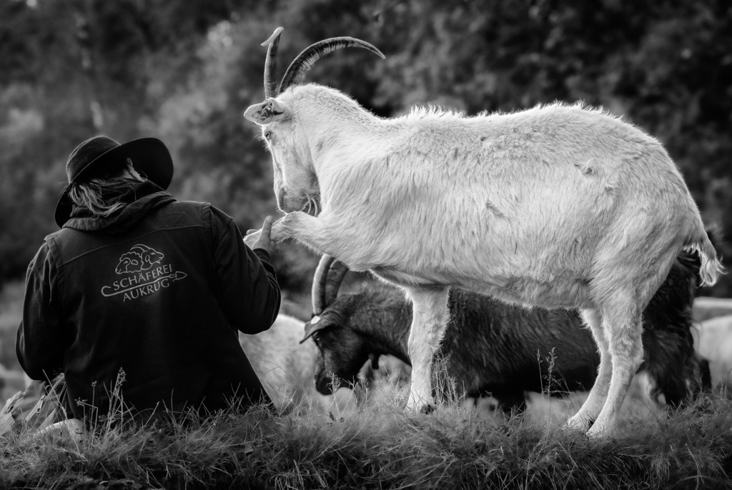wanderschaefereien-schleswig-holstein-062 | Die Barker Heide ist das wichtigste Weidegebiet von Birgit Voigtländer und ihrem Team. Bei einem kurzen Halt prüft sie hier den Fuß einer Ziege auf Verletzungen. Alle Wanderschäfereien halten Ziegen in ihren Herden, damit die Landschaftspflege, die sich auch gegen Verbuschung richtet, optimal funktioniert. - Realisiert mit Pictrs.com