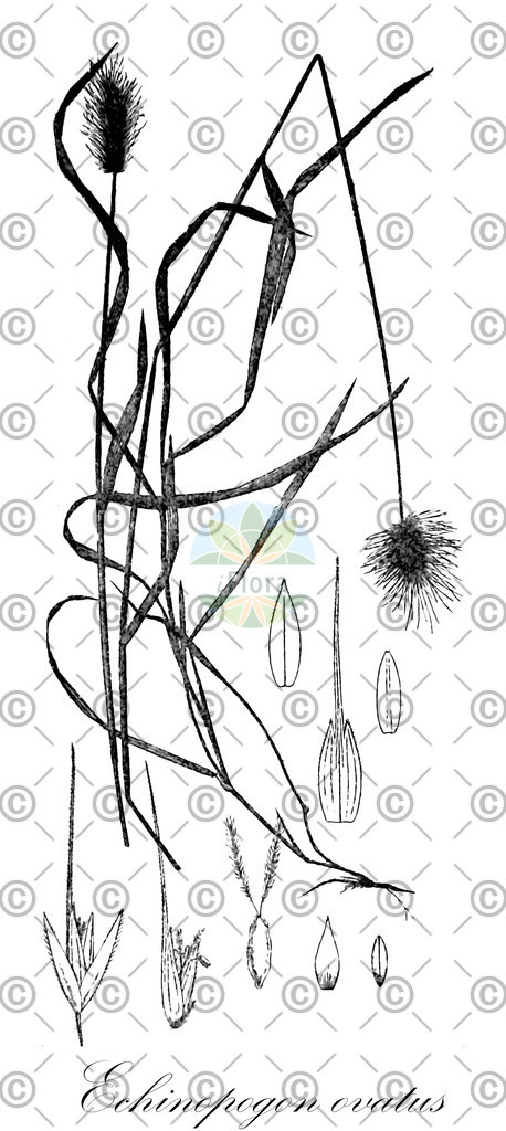 HistAbb_wfo-0000662236_1_ENZY_Simple | Historische Abbildung von Echinopogon ovatus - Poaceae | Historical Illustration of Echinopogon ovatus - Poaceae