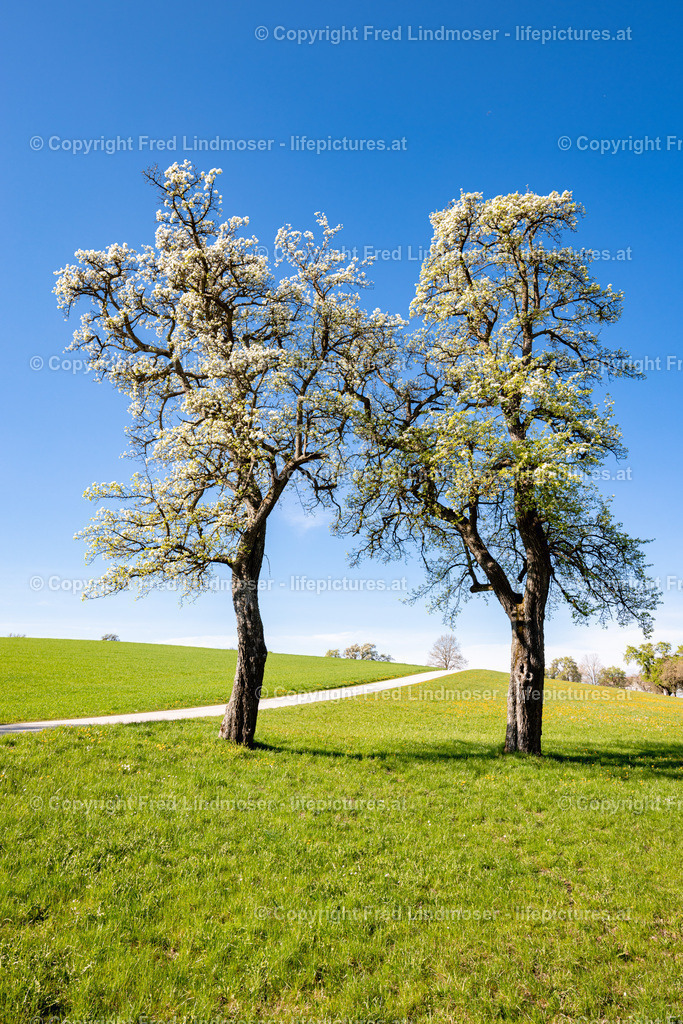 Birnbaumblute Mostviertel 2022-6001 | Fotos und Fotoprodukte - Realisiert mit Pictrs.com