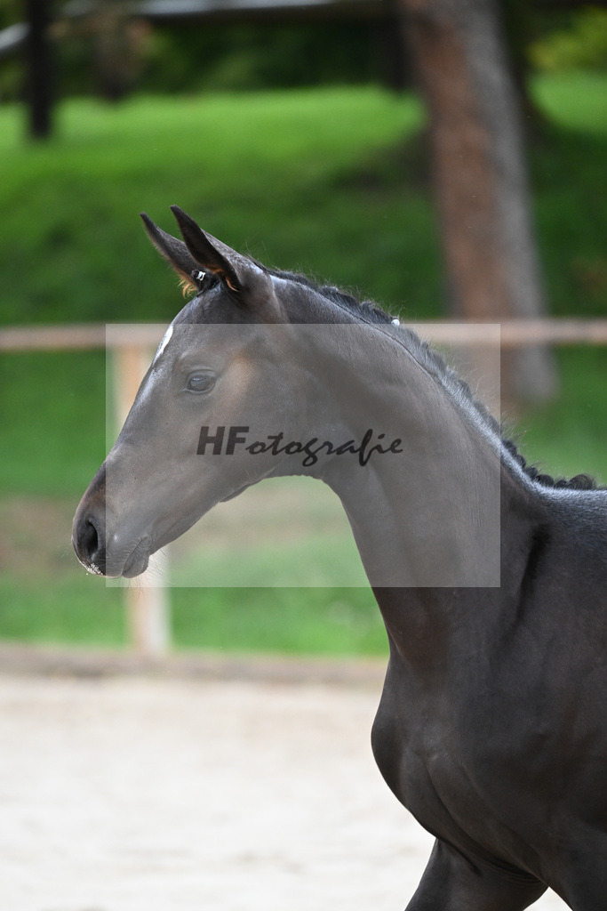 Kat-Nr. 13 SF Donier_Schlosser_25230228 | hf-fotografie - Realisiert mit Pictrs.com