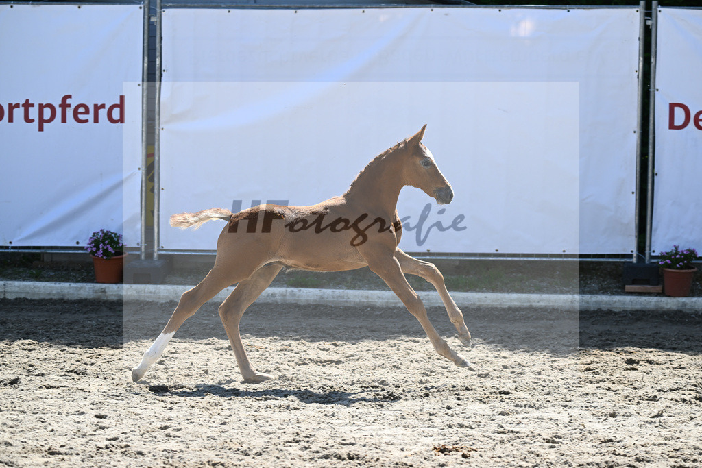Kat-Nr. 15 HF Caruso Z_Diez_12230425 | hf-fotografie - Realizzato con Pictrs.com