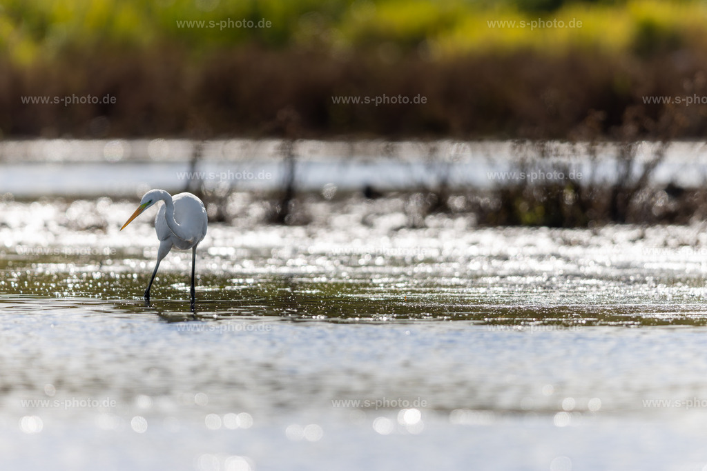 Silberreiher auf der Jagd | Der Silberreiher im Gegenlicht ist schnell wie ein Pfeil beim fangen seiner Beute - Realisiert mit Pictrs.com