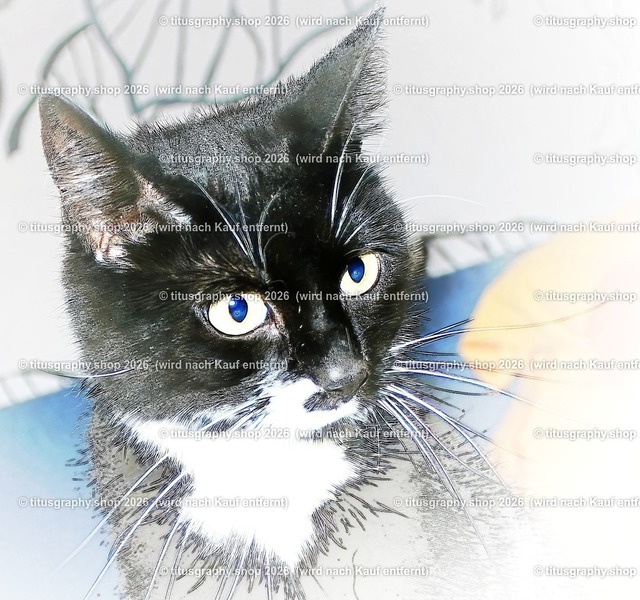 Palischa (Variation 19) | titusgraphy.eu präsentiert anspruchsvolle Katzenfotos in verschiedenen Variationen.  - Realisiert mit Pictrs.com