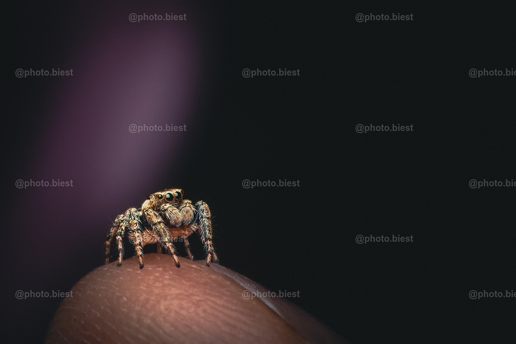 Däumelinchen | Eine winzigkleine Springspinne auf der linken Daumenspitze.  - Realisiert mit Pictrs.com