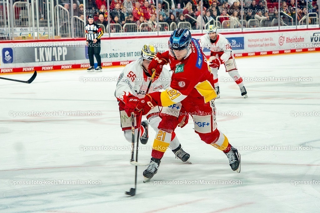 xkkux22022601009 | 22.02.2026, xkkux, Eishockey, DEL2, Düsseldorfer EG - EC Bad Nauheim, PSD Bank Dome Düsseldorf: Emil Quaas (DEG #21) im Zweikampf gegen  Justin Volek (Bad Nauheim #55)  