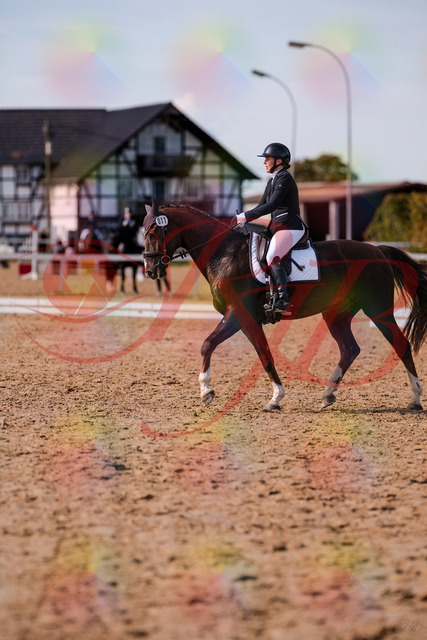 2026_10_03_Siefer-Hof_132607_Z81_79010042 | Professionelle Reitsport-, Turnier- und Eventfotografie von Robert Broda. Galerien mit ausgewählten und bearbeiteten Bildern direkt online ansehen und bestellen.