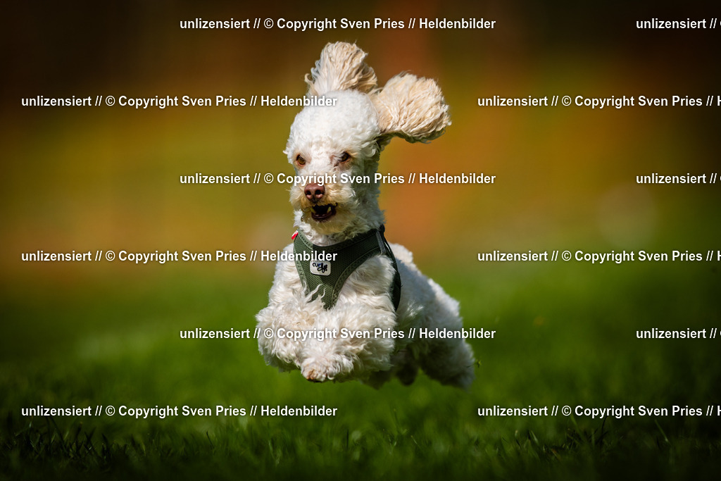 Sven Pries | 2025-04-13 - Hunderennen Baden-Baden - Realisiert mit Pictrs.com