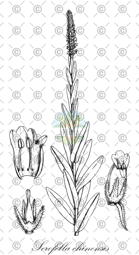 HistAbb_wfo-0001074735_1_ENZY_Simple | Historische Abbildung von Scrofella chinensis - Plantaginaceae | Historical Illustration of Scrofella chinensis - Plantaginaceae