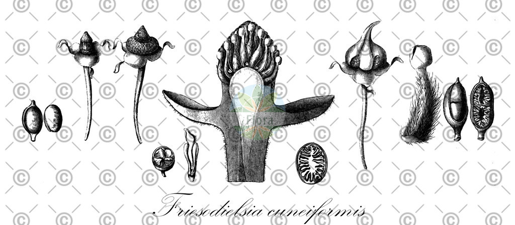 HistAbb_wfo-0001318711_1_ENZY_Simple | Historische Abbildung von Friesodielsia cuneiformis - Annonaceae | Historical Illustration of Friesodielsia cuneiformis - Annonaceae