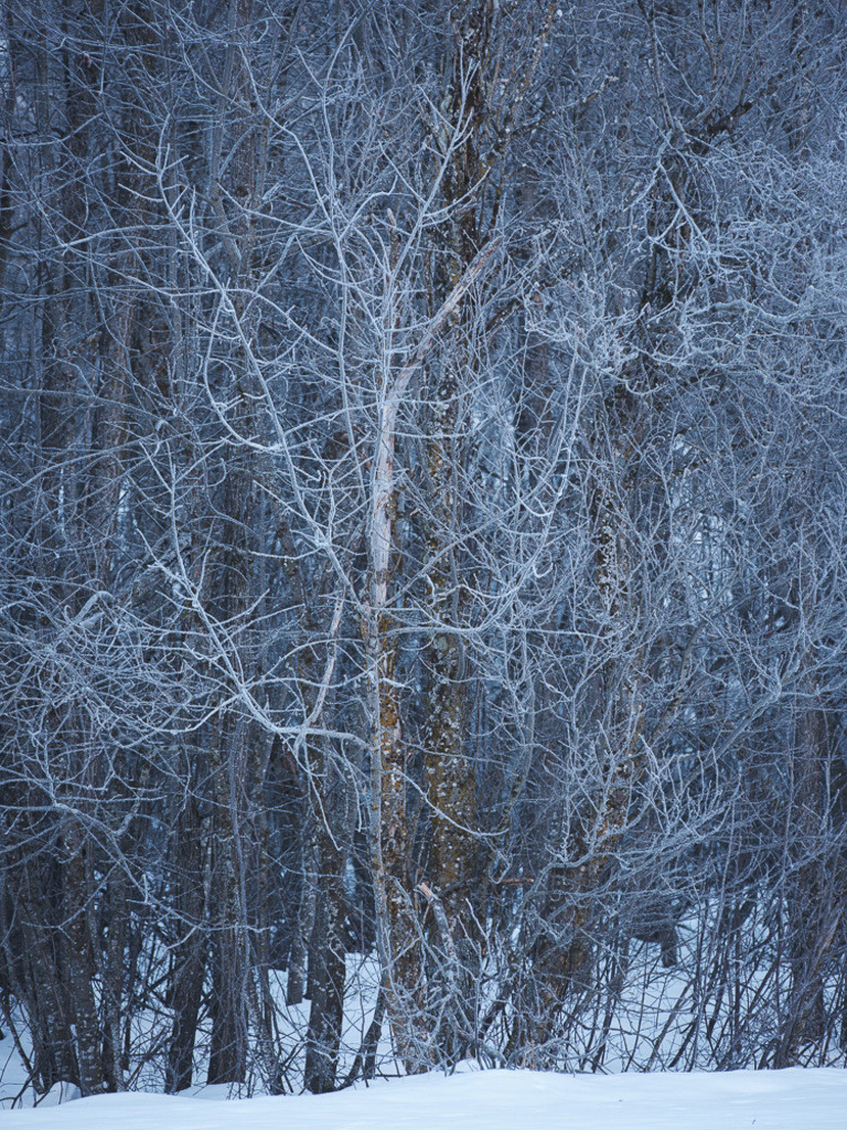 SilvanoPedrett_preview_Baum-33 | silvanopedrett - Realisiert mit Pictrs.com