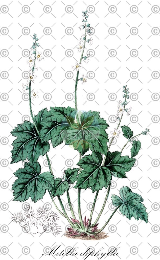HistAbb_wfo-0001064550_1_ENZY_Simple | Historische Abbildung von Mitella diphylla - Saxifragaceae | Historical Illustration of Mitella diphylla - Saxifragaceae (mitrelle à deux feuilles)