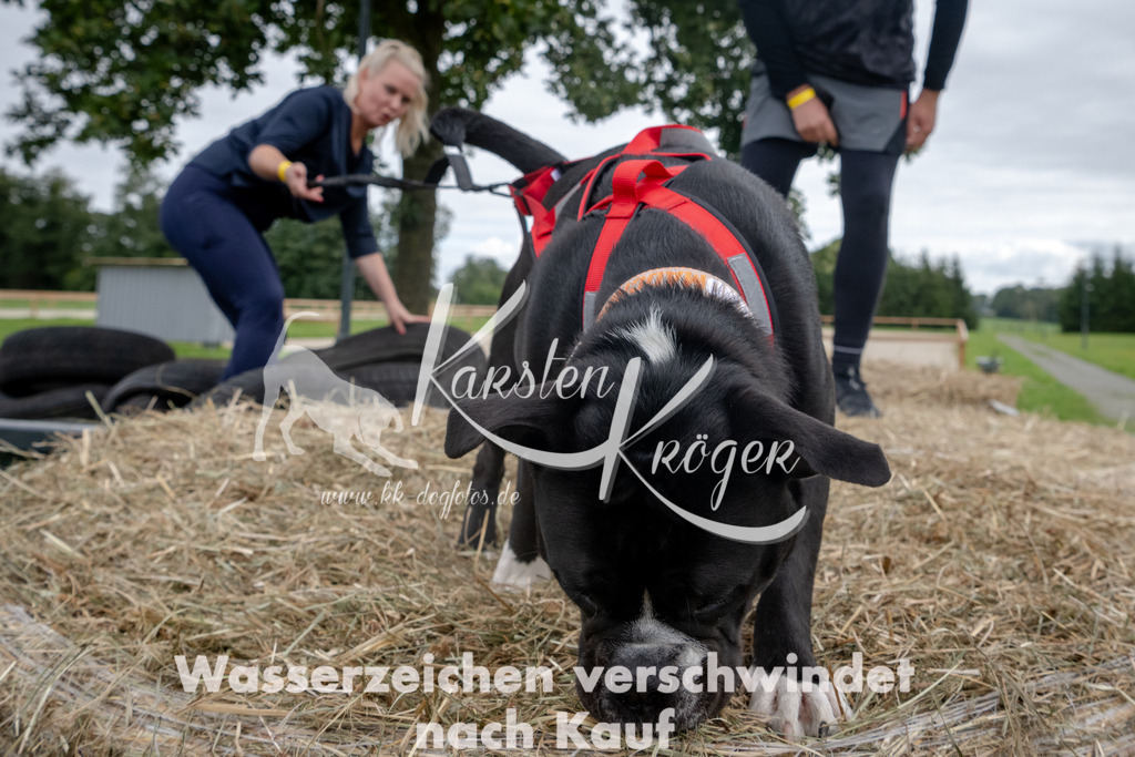 1225_ZZ90649 | kk-dogfotos