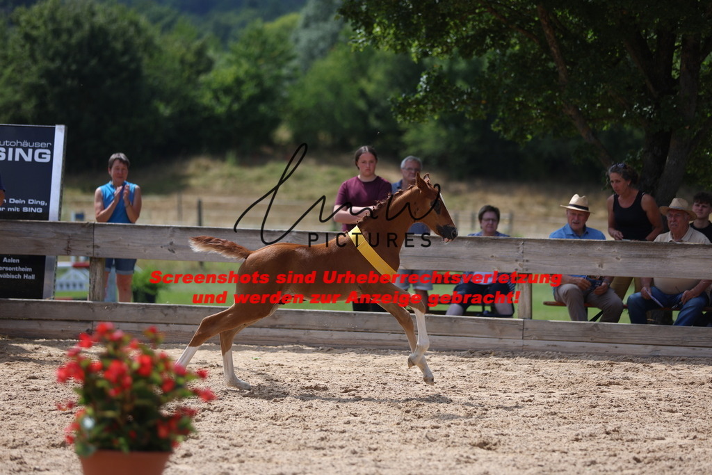 Fohlenschau_Schwäbisch_Hall_springbetonte_Fohlen_SIEGERFOHLEN_KN 22_16 | lmwpictures - Realisiert mit Pictrs.com