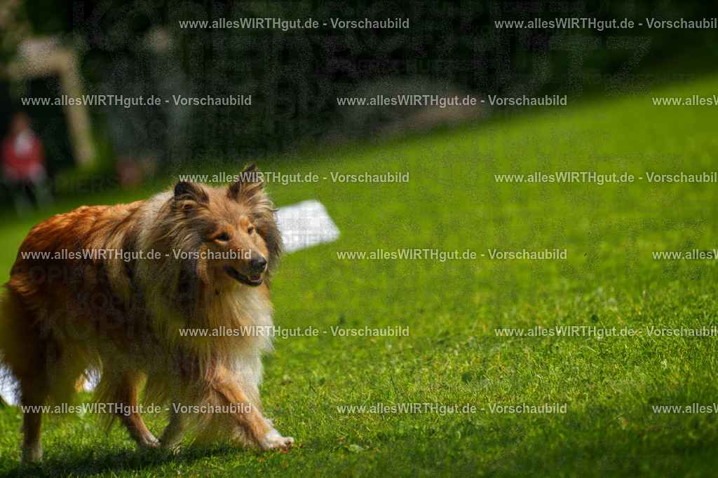@allesWIRTHgut_Tierfotografie - www.allesWIRTHgut.de - 7R503028 | Professionelle Tierfotografie in Mönchengladbach von Daniel Wirth (allesWIRTHgut). Liebevolle & natürliche Bilder von Hunden & Katzen für unvergessliche Erinnerungen.