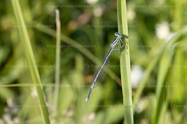 202134 | Tierfotografie, Tierkalender, Tierbilder, Insekten, Spinnen, Vögel, Schmetterling, Libellen, Leinwand, Colorkey, Qualität, Geschenkartikel, Geschenk - Realisiert mit Pictrs.com