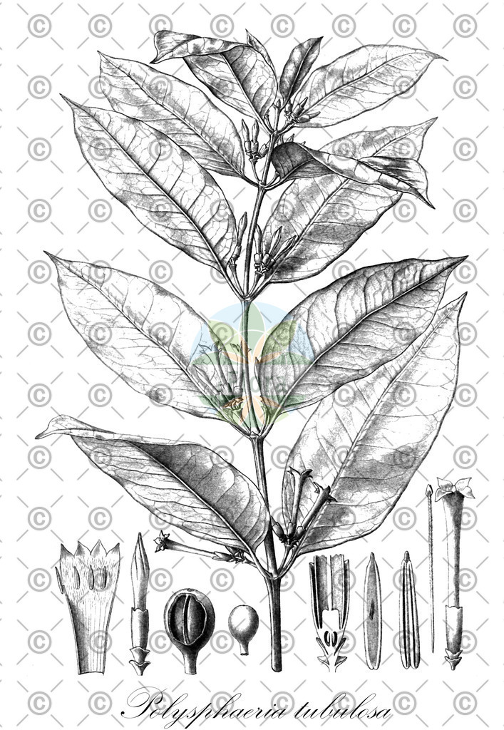 HistAbb_wfo-0000280313_1_ENZY_Simple | Historische Abbildung von Polysphaeria tubulosa - Rubiaceae | Historical Illustration of Polysphaeria tubulosa - Rubiaceae