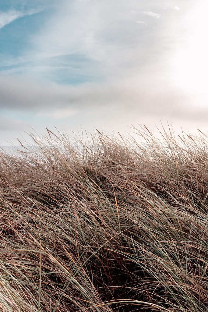 Wandbild: Strandhafer und Wolken | Dieses Wandbild im Hochformat zeigt Strandhafer mit Ähren in einem schönen ruhigen Beige. Im Hintergrund ist der bewölkte aber sonnige Himmel in verschiedenen Grau- und Blautönen zu sehen. Sie möchten Ihre Wände dezent aber stilvoll und elegant dekorieren? Dann holen Sie sich die maritimen Wandbilder in dezenten Farben. Die Wandbilder sind auf Leinwand, Aluminium-Platte, Acrylglas oder als Holzdruck erhältlich. Die Wandbilder werden individuell für Sie in vielen Abmessungen produziert. Daher passen die Ostseekult Wandbilder immer perfekt an Ihre Wände. - Realisiert mit Pictrs.com