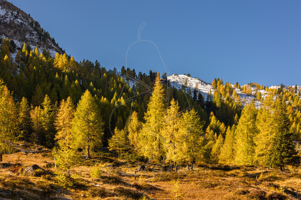 Lantschfeldtal im goldenen Licht | Bei Veröffentlichung des Bildes ist eine Namensnennung wie folgt erforderlich: Foto: Mostdirn Irmgard Wieser  - Realisiert mit Pictrs.com
