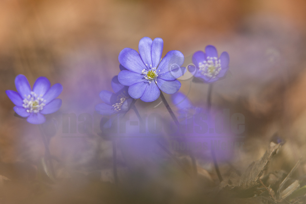 20220312100900-2 | Das Leberblümchen (Hepatica nobilis) ist ein typischer Frühlingbote. Im März, wenn Brauntöne noch das Bild des Waldes beherrschen, sind die zarten blauvioletten Blüten am Waldboden das erste Zeichen des einsetzenden Frühlings. Die hübschen Pflanzen nutzen die Zeit, bevor die Blätter der Bäume austreiben und ihnen das Licht rauben. Die Lebensdauer der Blüten beträgt etwa acht Tage. Mitte April ist ihre Blütezeit bereits abgeschlossen. - Realisiert mit Pictrs.com