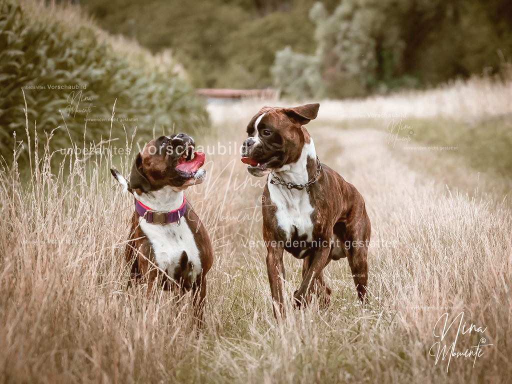 _16A4275-1 | Einzigartige Fotos von Hunden & Menschen –Actionfotos, Portraits, Vereinsaufnahmen & Paarshootings – authentisch, lebendig & mit Herz.