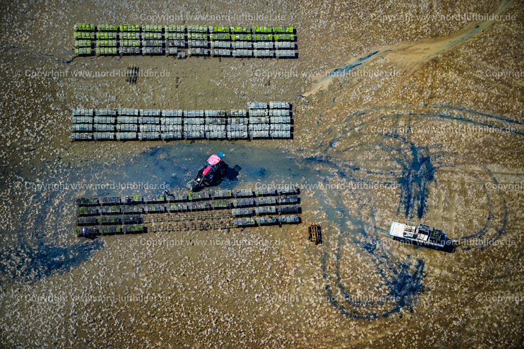Sylt_List_Wattenmeer_Austernzucht_Dittmeyers_Austern_Companie_ELS_354830825 | LIST 13.08.2025 Wattenmeer der Nordsee- Küste mit Austern-Zucht-Bänken "Sylter Royal" in List im Bundesland Schleswig-Holstein, Deutschland. Weiterführende Informationen bei: Dittmeyer's Austern-Compagnie GmbH. // Wadden Sea of the North Sea coast with oyster breeding banks "Sylter Royal" in List in the federal state of Schleswig-Holstein, Germany. Further information at: Dittmeyer's Austern-Compagnie GmbH. Foto: Martin Elsen
