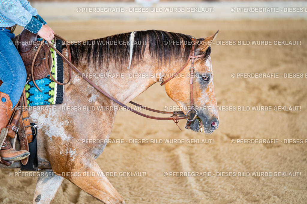 DSC02172 | Pferdegrafie