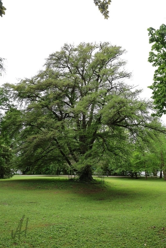 Schlitzblättrige Buche auf der Roseninsel im Starnberger See | Das Foto zeigt die beeindruckende schlitzblättrige Buche auf der Roseninsel im Starnberger See. Der außergewöhnliche Baum fällt durch seine fein eingeschnittenen, filigranen Blätter auf, die seiner Krone eine besonders leichte und elegante Wirkung verleihen. Die weit ausladenden Äste bilden ein kunstvolles Geflecht aus Licht und Schatten und schaffen eine malerische Silhouette.Der mächtige Stamm zeugt vom hohen Alter des Baumes und verleiht dem Motiv eine eindrucksvolle Präsenz. Umgeben von der üppigen Vegetation der Insel wirkt die Buche wie ein lebendiges Naturdenkmal. Das Sonnenlicht dringt durch das feine Blätterdach und erzeugt ein abwechslungsreiches Spiel aus grünen Farbtönen und sanften Lichtflecken auf dem Boden.Die Aufnahme vermittelt eine ruhige, fast märchenhafte Atmosphäre. Die besondere Wuchsform der schlitzblättrigen Buche verbindet botanische Seltenheit mit landschaftlicher Schönheit und macht sie zu einem der bemerkenswerten Naturmotive der Roseninsel. - Realisiert mit Pictrs.com
