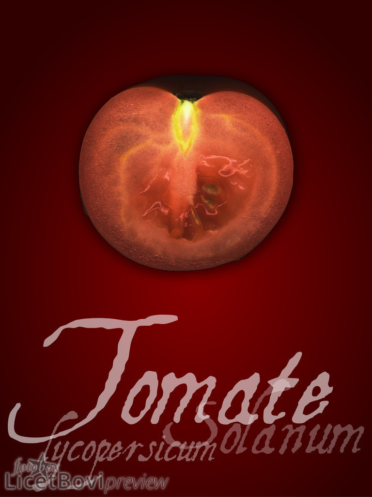 Tomate | Hamburg-Bilder, Stadt- und Naturlandschaften, Schafe, Gemüse und Stillleben – dekorative Fotos auf Leinwand, Acryl oder Papier in vielen Formaten oder als Monats-Kalender.
  - Realisiert mit Pictrs.com