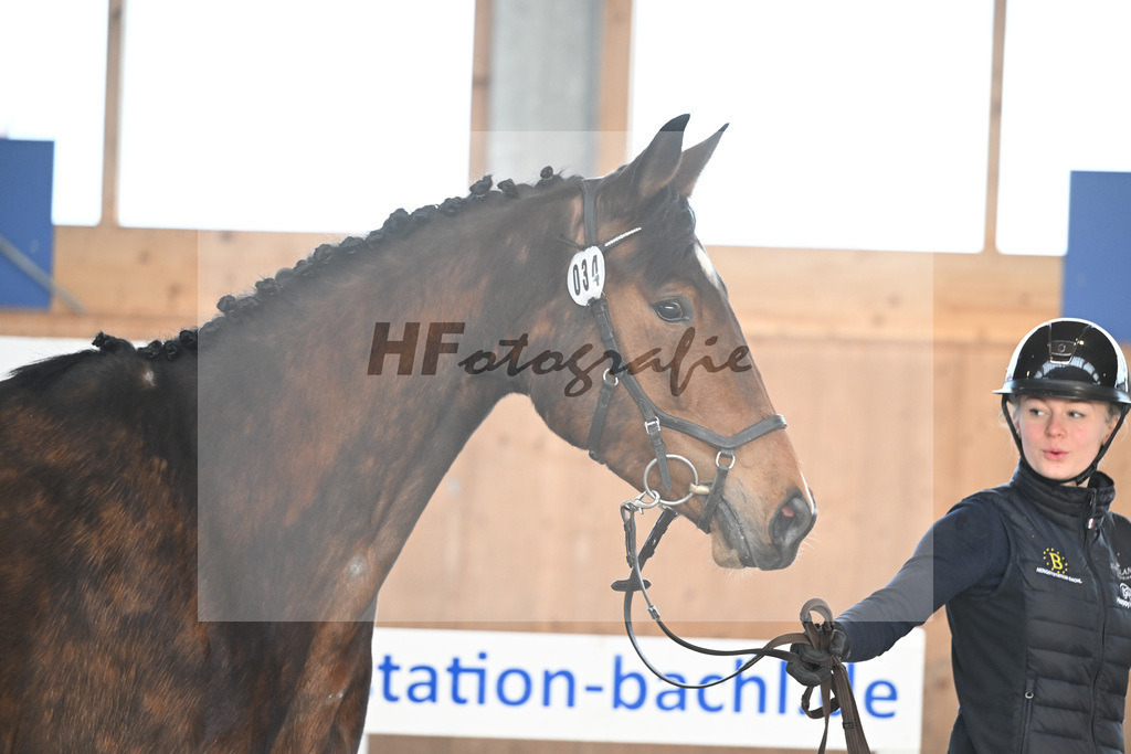 Kat-Nr. 34 Contessa v. Cullinan du Borget B_Pollnow_14260947 | hf-fotografie - Realisiert mit Pictrs.com