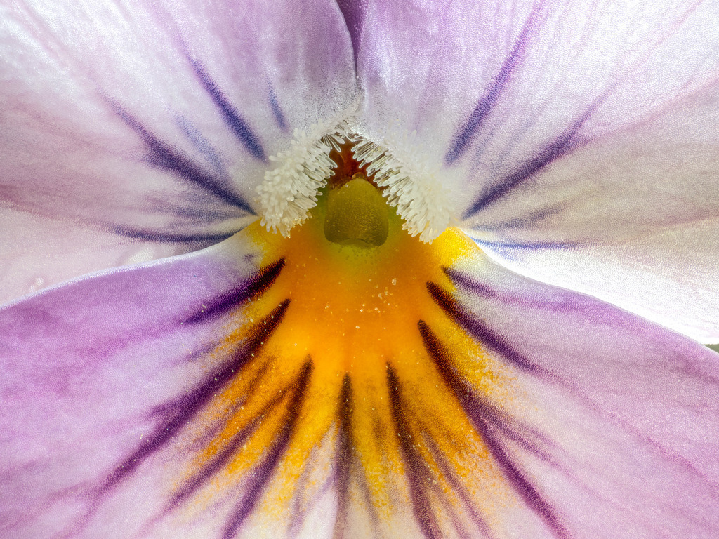 Horned Violet Mauve | Fotos in hoher Qualität, extrem scharf, viele schöne Details mit leuchtenden Farben. Blütenbilder für Zuhause, Praxis, Kanzlei oder Büro. Aufnahmen in Low Key, nahezu monochrom. Hochwertige Materialien: Alu Dibond, Hahnenmühle, Forex, Fotodrucke. - Realisiert mit Pictrs.com